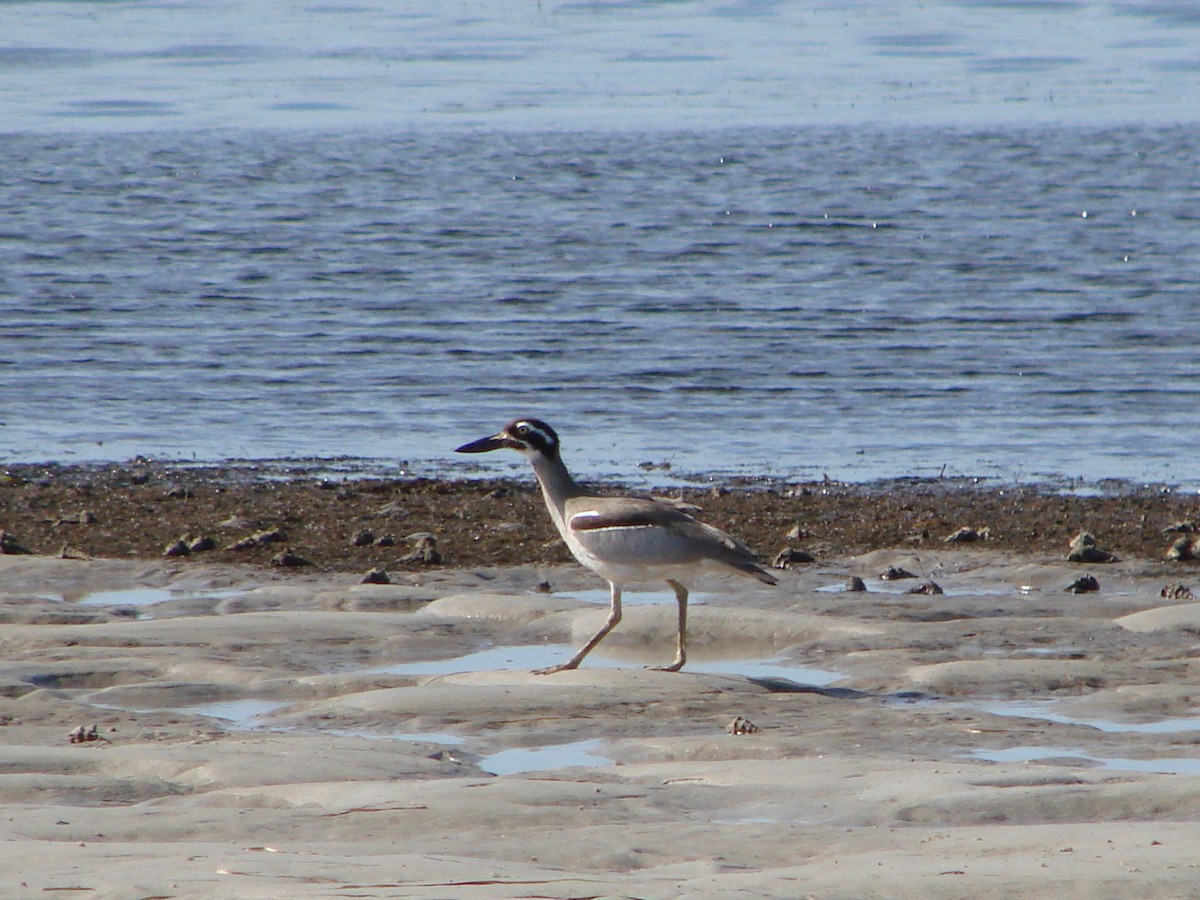 Beach Thick-knee - ML619916222