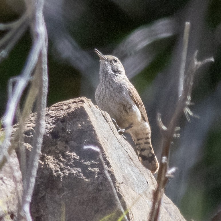 Rock Wren - ML619916228