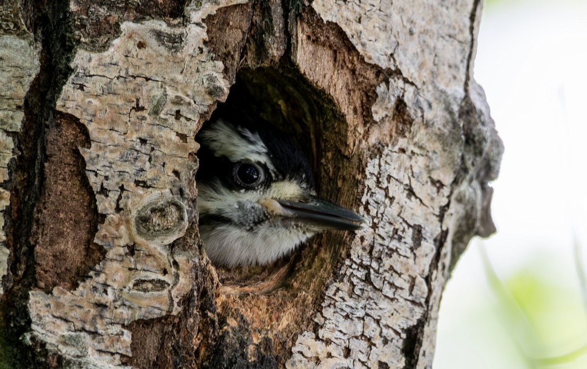 Downy Woodpecker - ML619916239