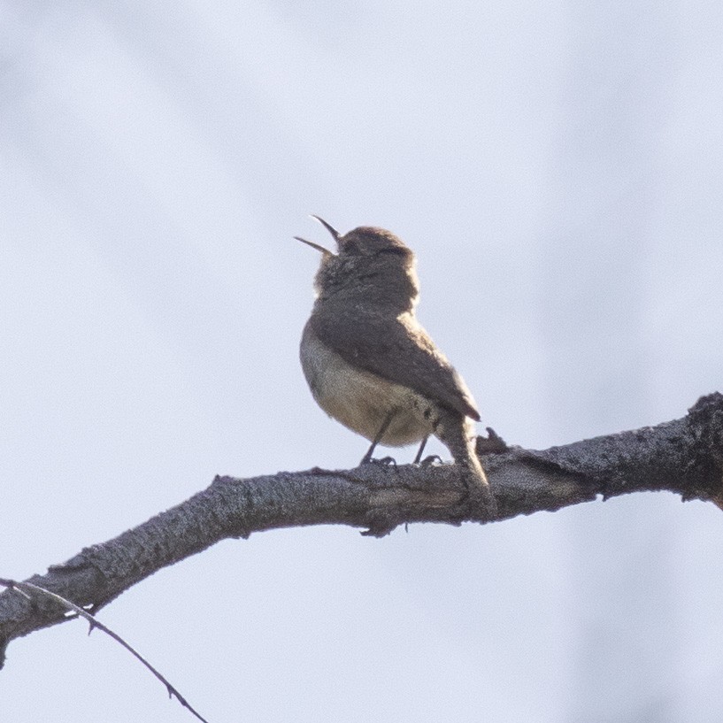 Rock Wren - ML619916241