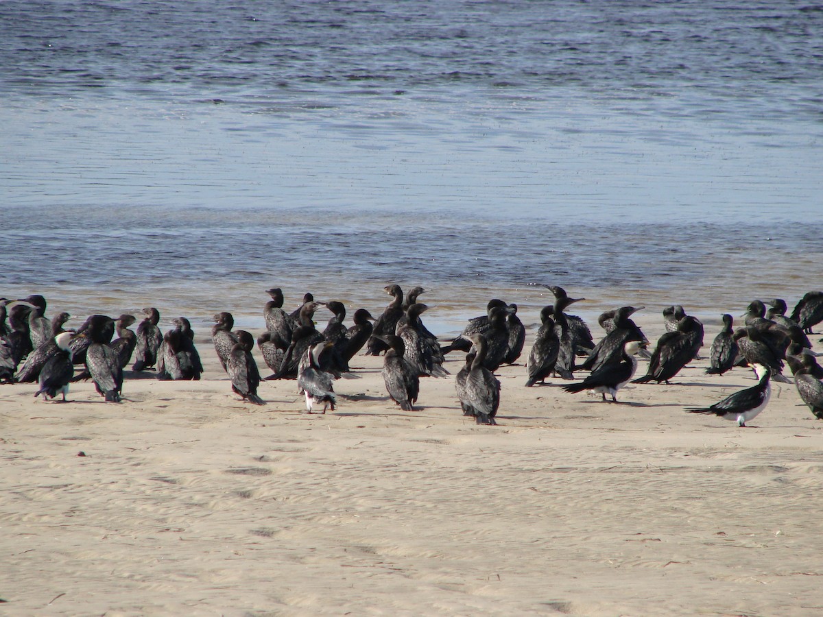 Little Black Cormorant - ML619916244