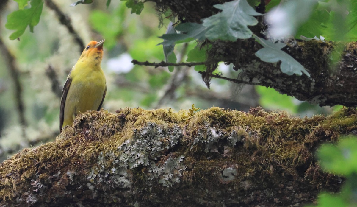 Western Tanager - ML619916247