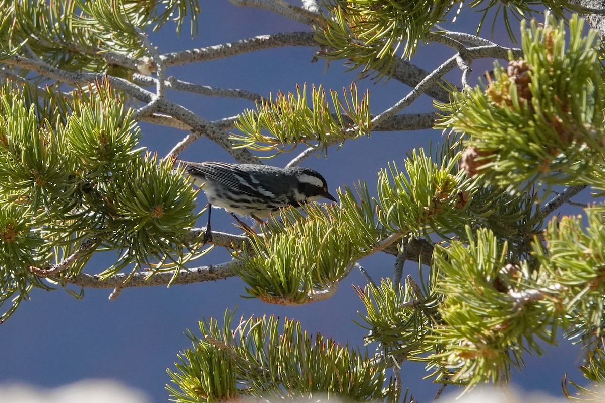 Black-throated Gray Warbler - ML619916248