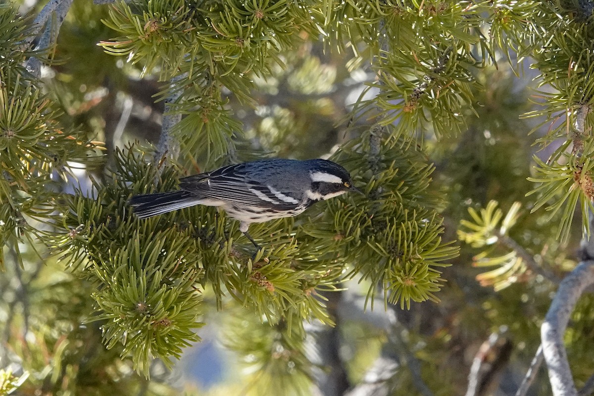 Black-throated Gray Warbler - ML619916249