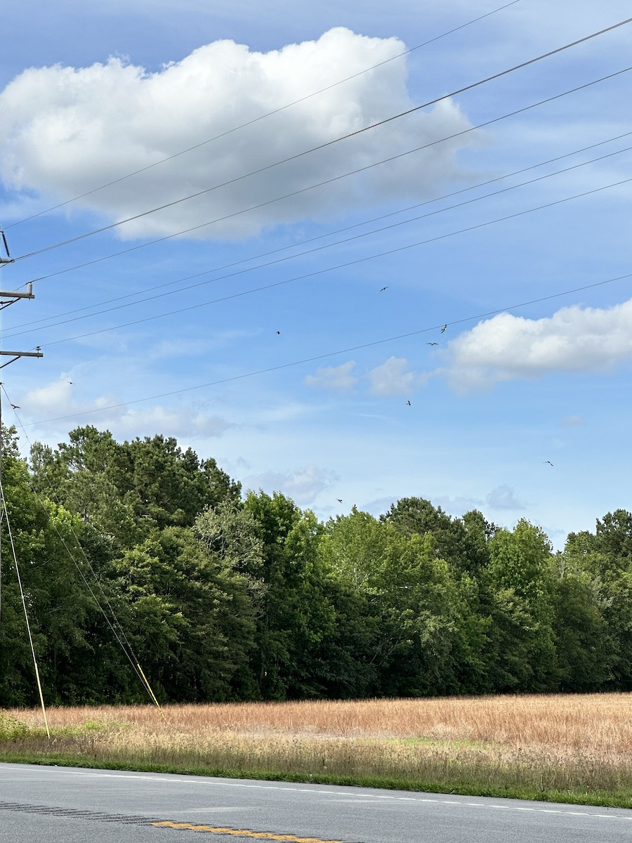 Mississippi Kite - ML619916252