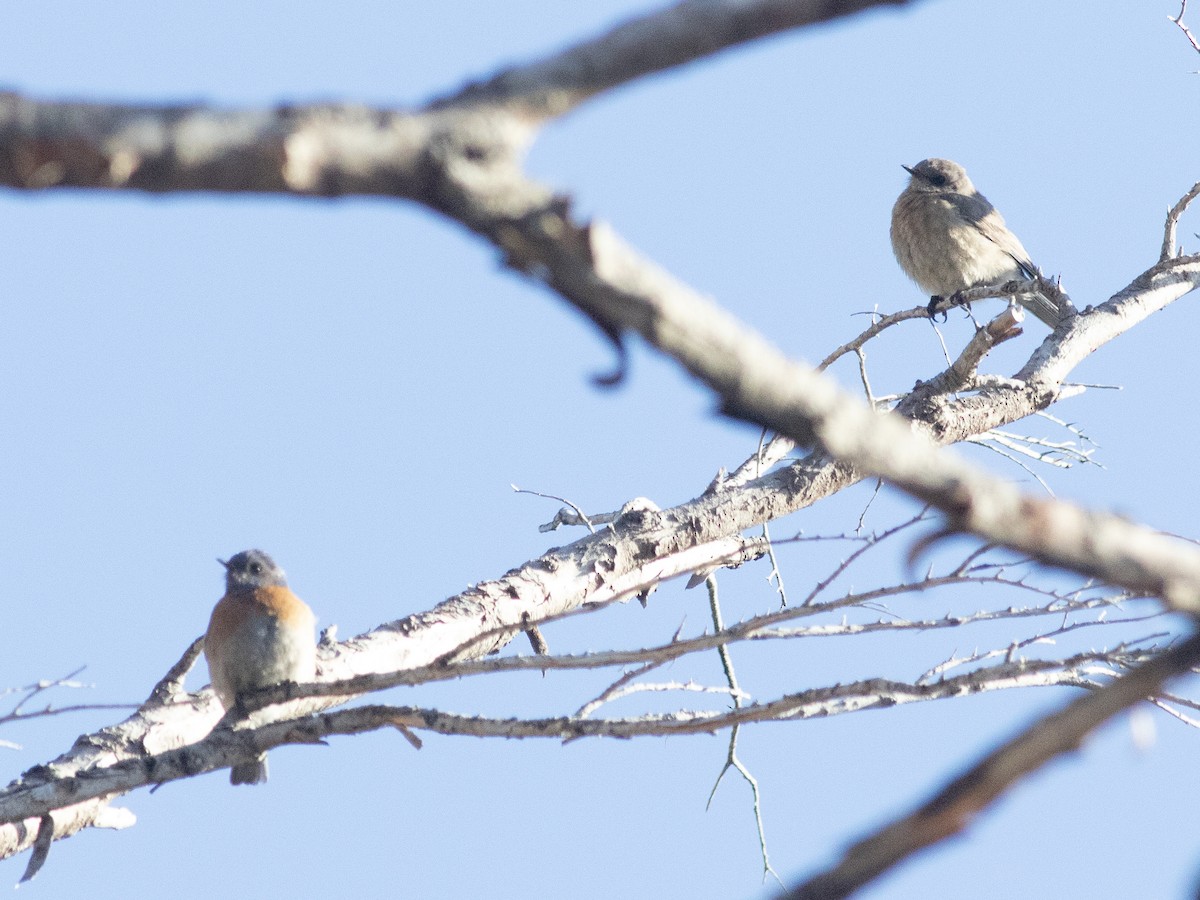 Western Bluebird - ML619916257