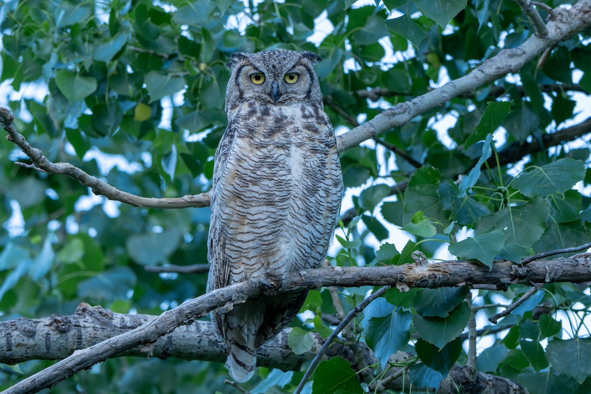 Great Horned Owl - ML619916275