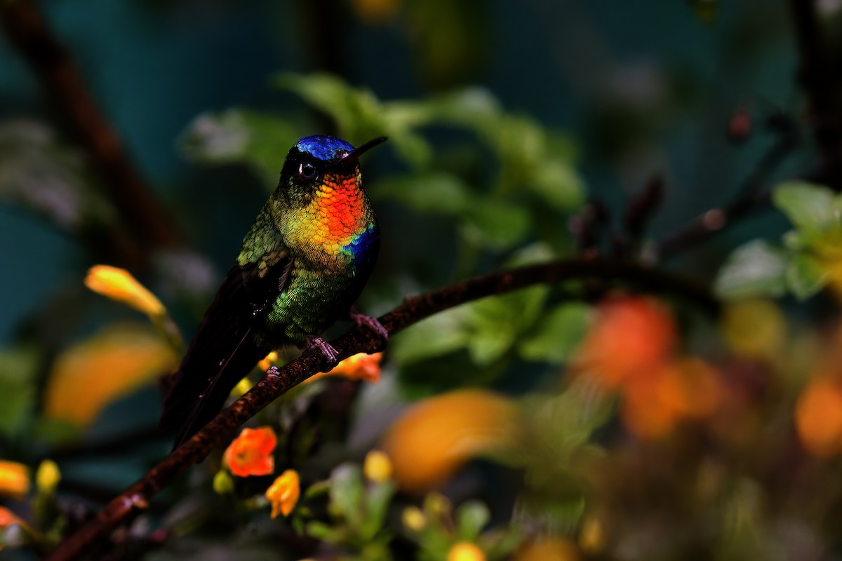 Fiery-throated Hummingbird - Jason hs