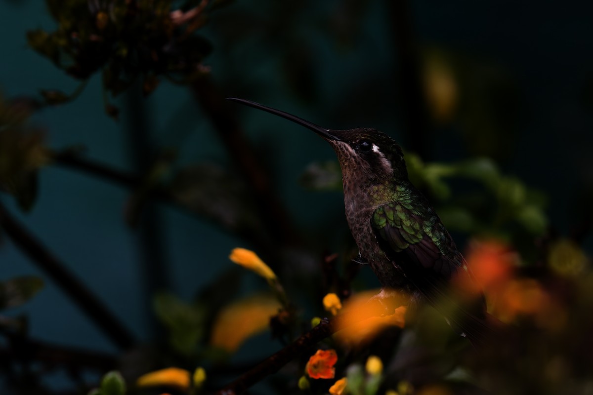 Colibrí de Talamanca - ML619916312