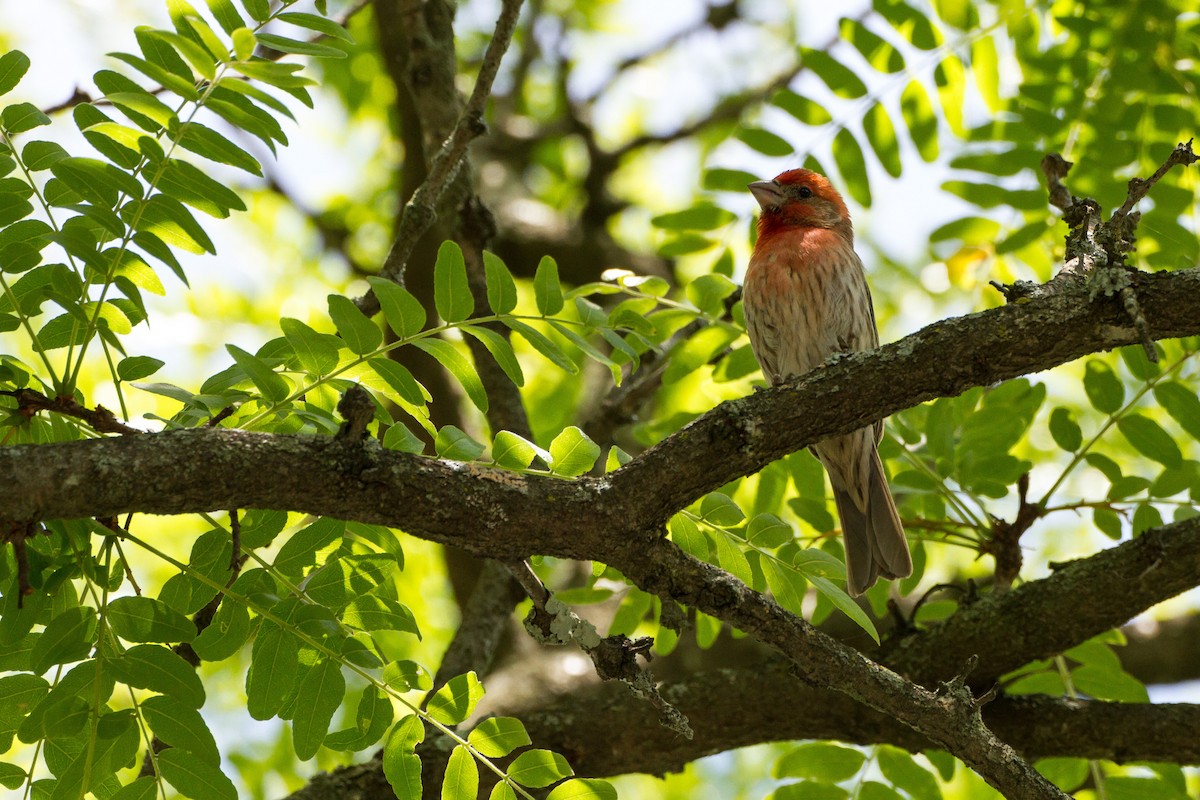 House Finch - ML619916315