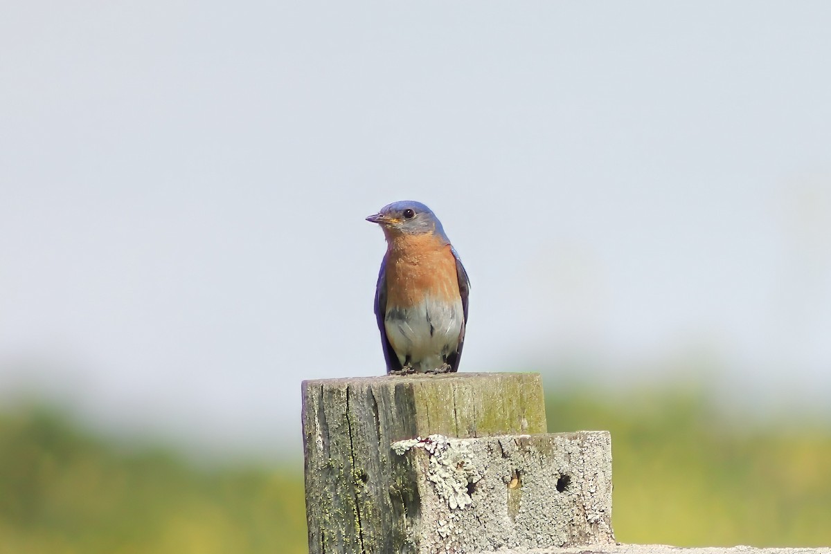 Eastern Bluebird - ML619916327