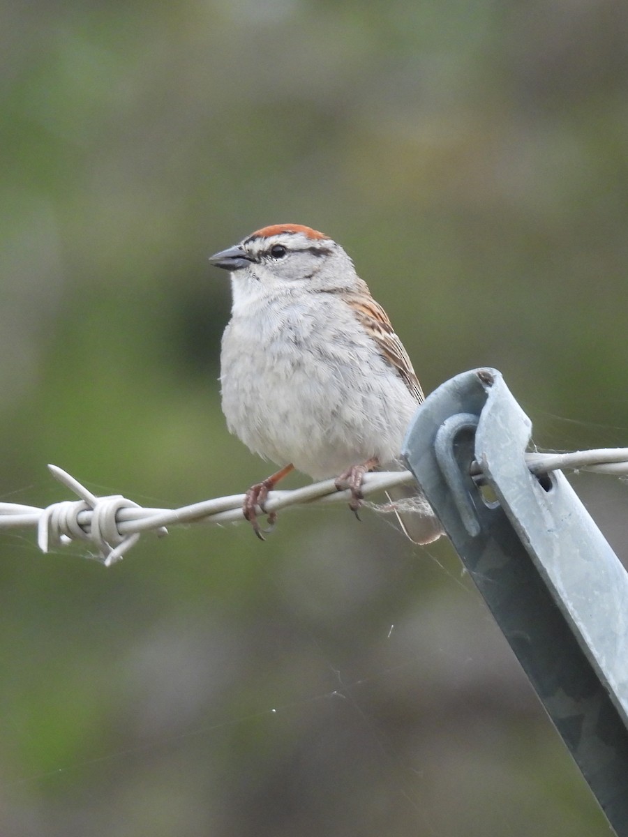 Chipping Sparrow - ML619916332