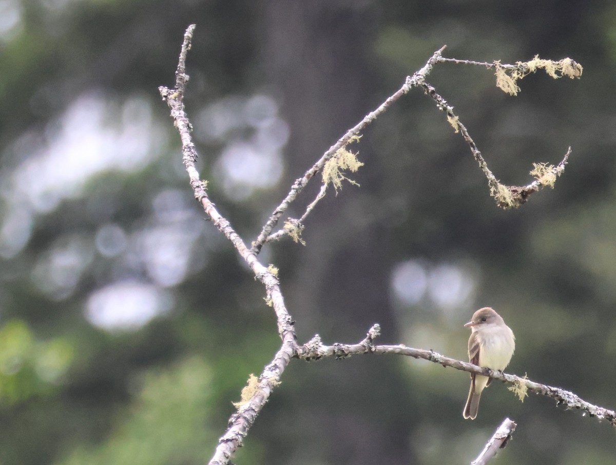 Willow Flycatcher - ML619916336