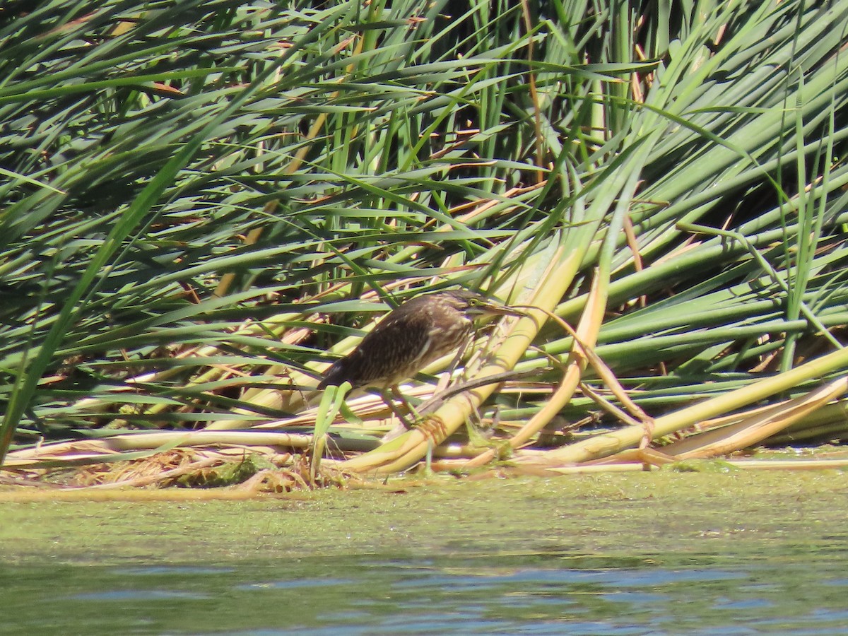 Green Heron - ML619916337