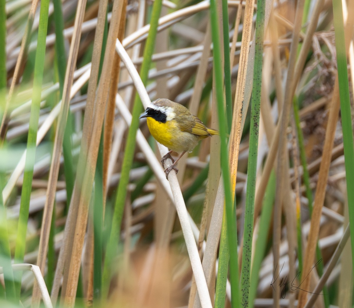 Paruline masquée - ML619916357