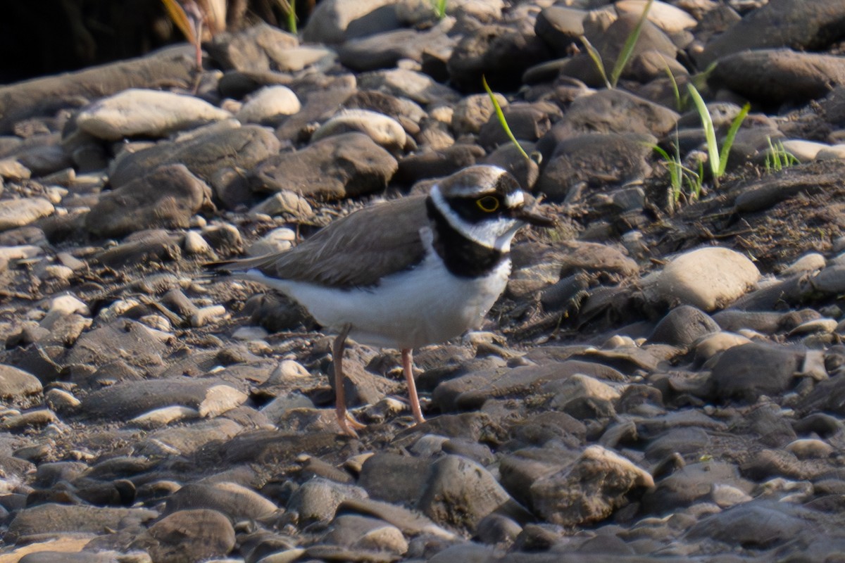 Little Ringed Plover (curonicus) - ML619916360