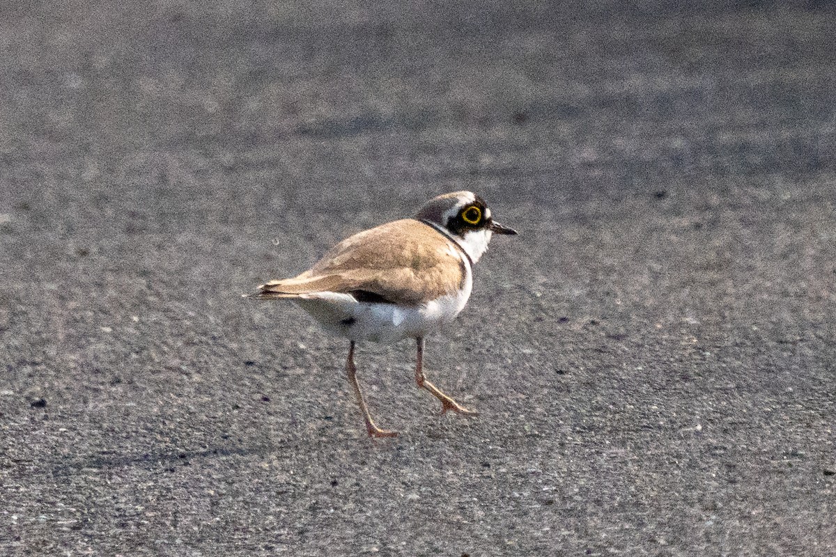 Little Ringed Plover (curonicus) - ML619916361