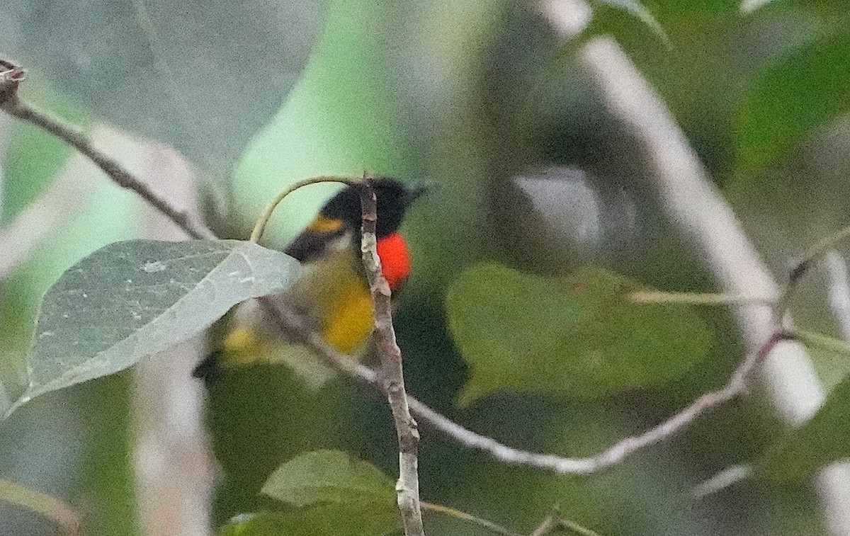 Scarlet-breasted Flowerpecker - ML619916368