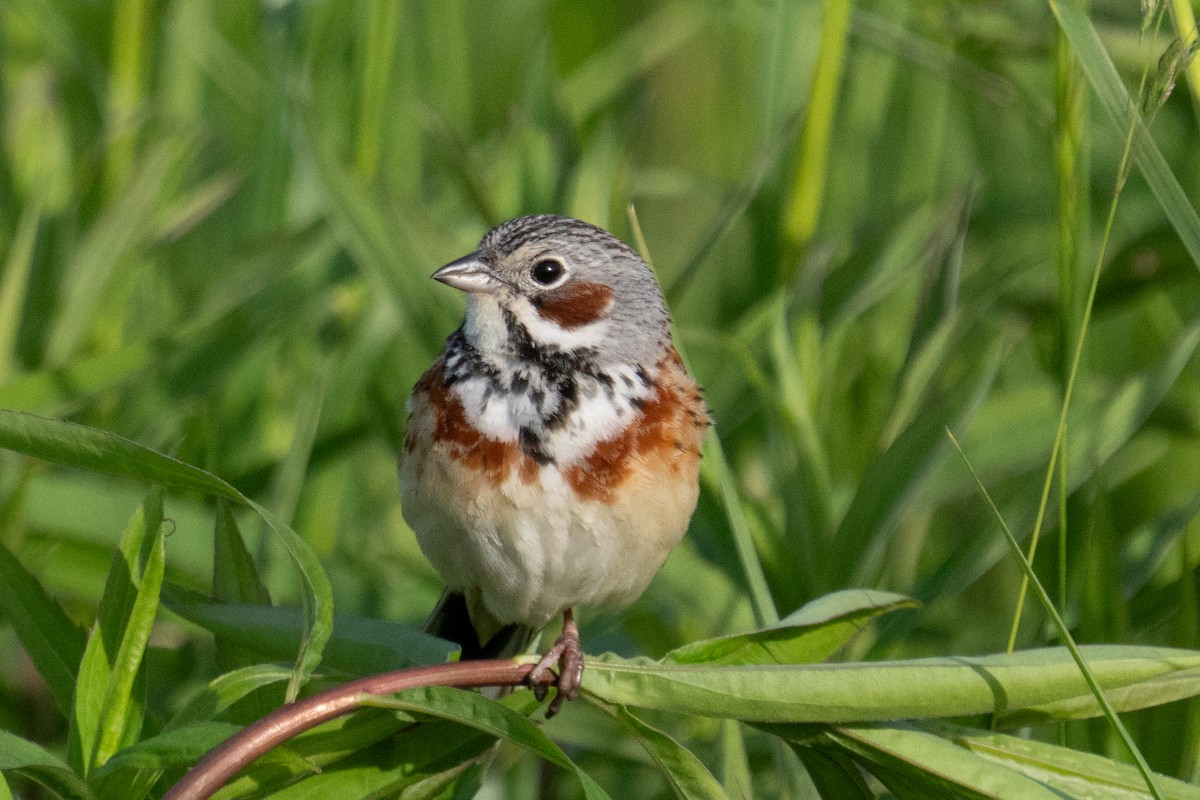 Chestnut-eared Bunting - ML619916383