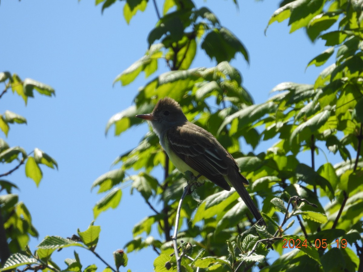 Great Crested Flycatcher - ML619916389