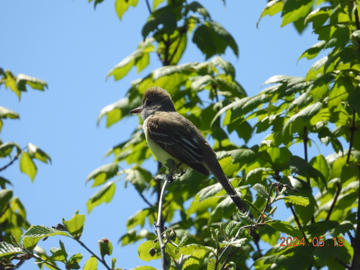 Great Crested Flycatcher - ML619916390