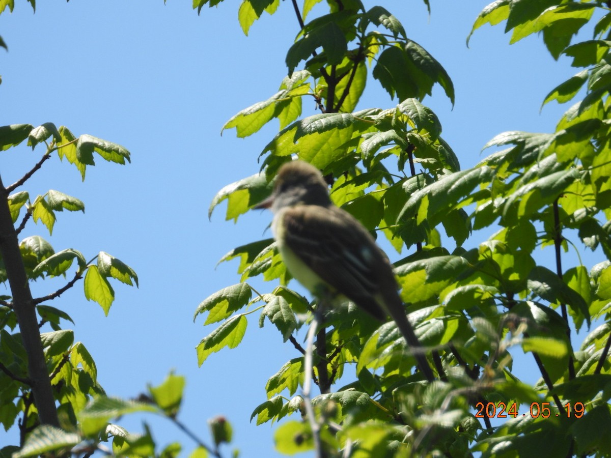 Great Crested Flycatcher - ML619916391