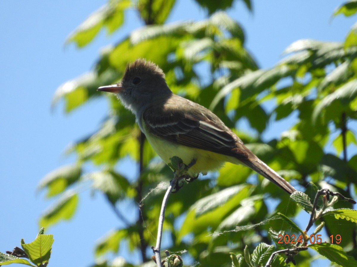 Great Crested Flycatcher - ML619916392