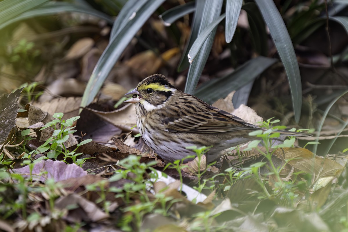 Yellow-browed Bunting - ML619916393