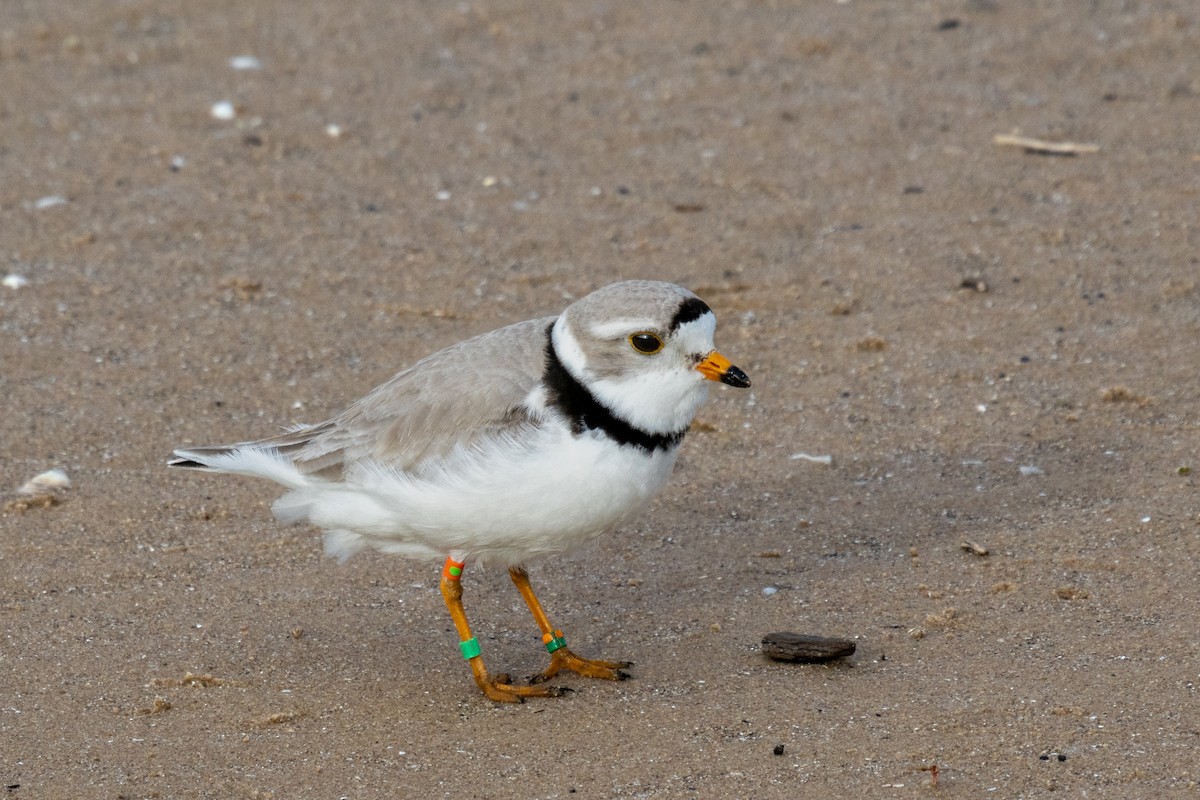 Piping Plover - ML619916395