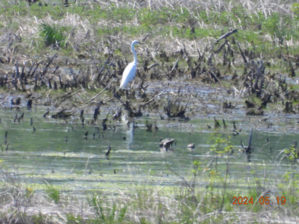 Great Egret - ML619916405