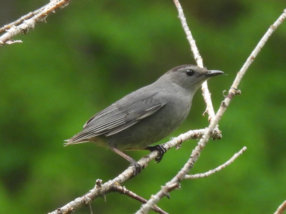 Gray Catbird - ML619916409