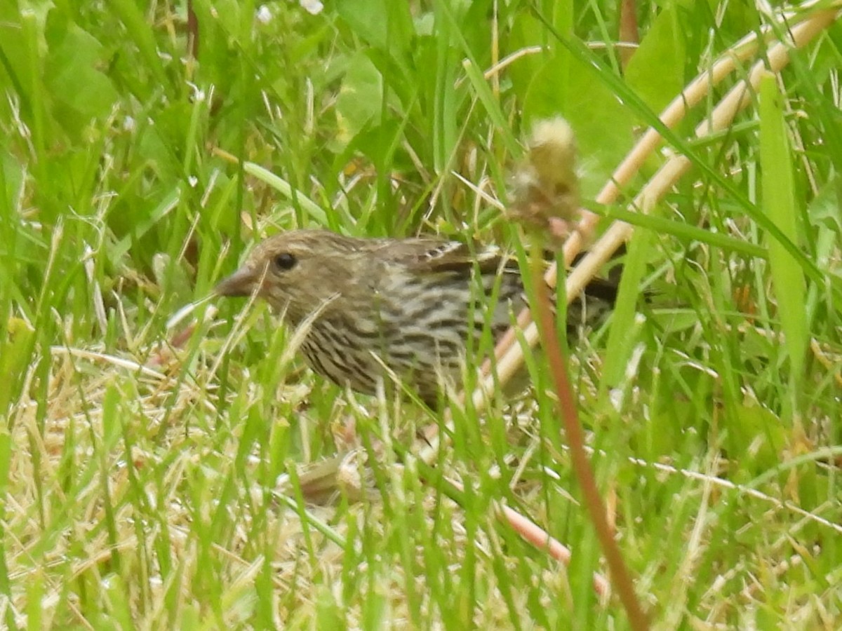 Pine Siskin - ML619916417