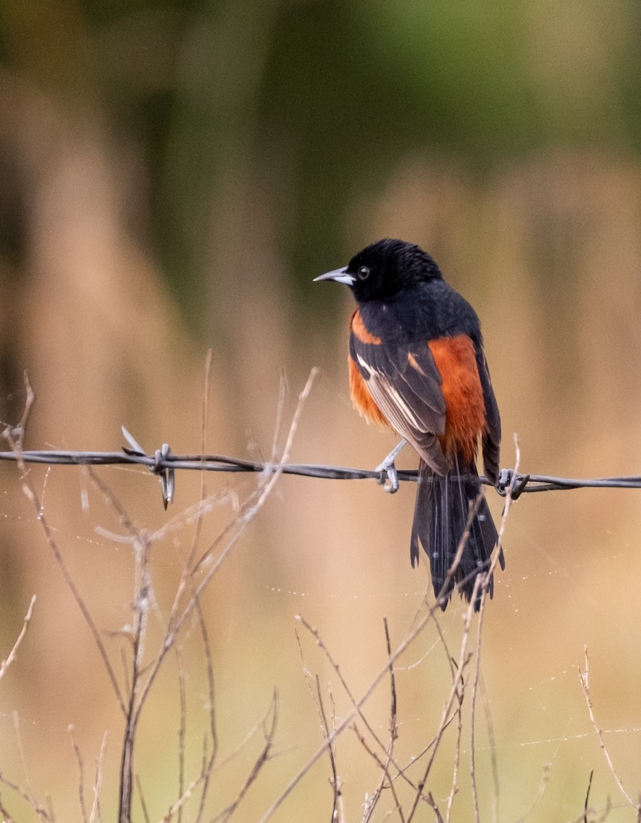 Orchard Oriole - ML619916419