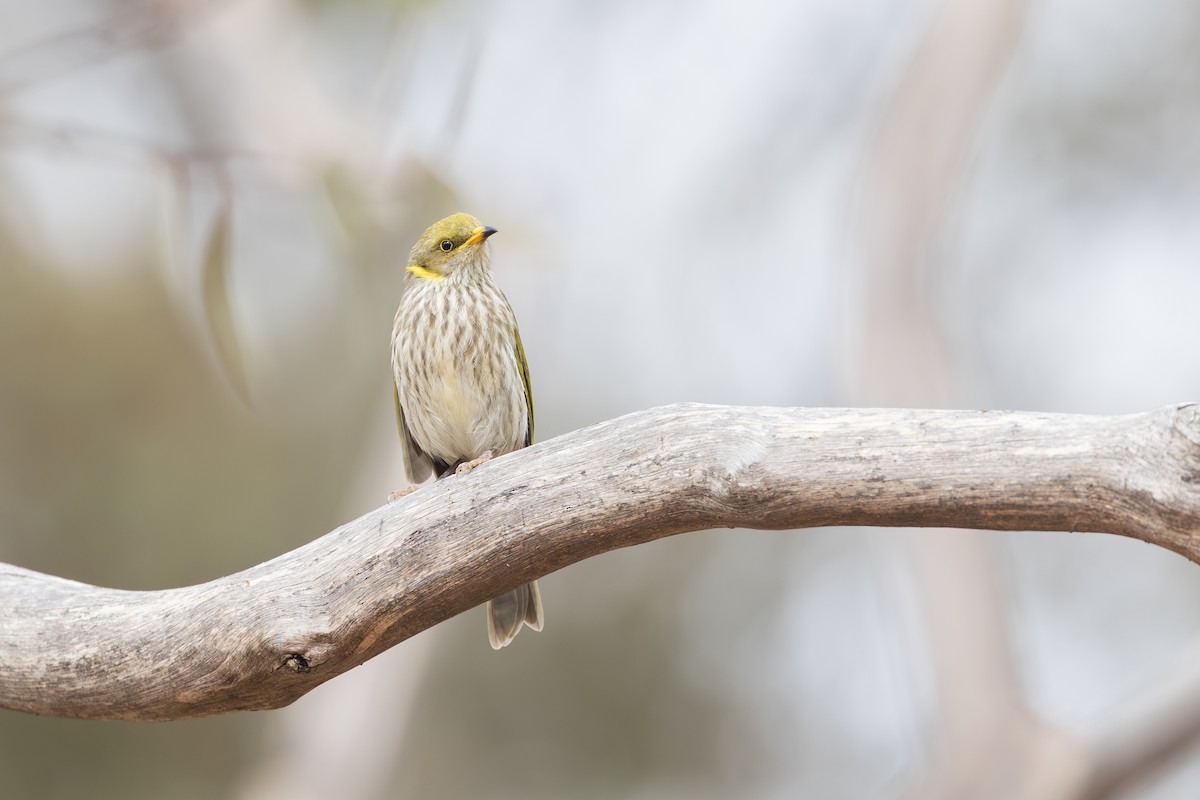 Yellow-plumed Honeyeater - ML619916421