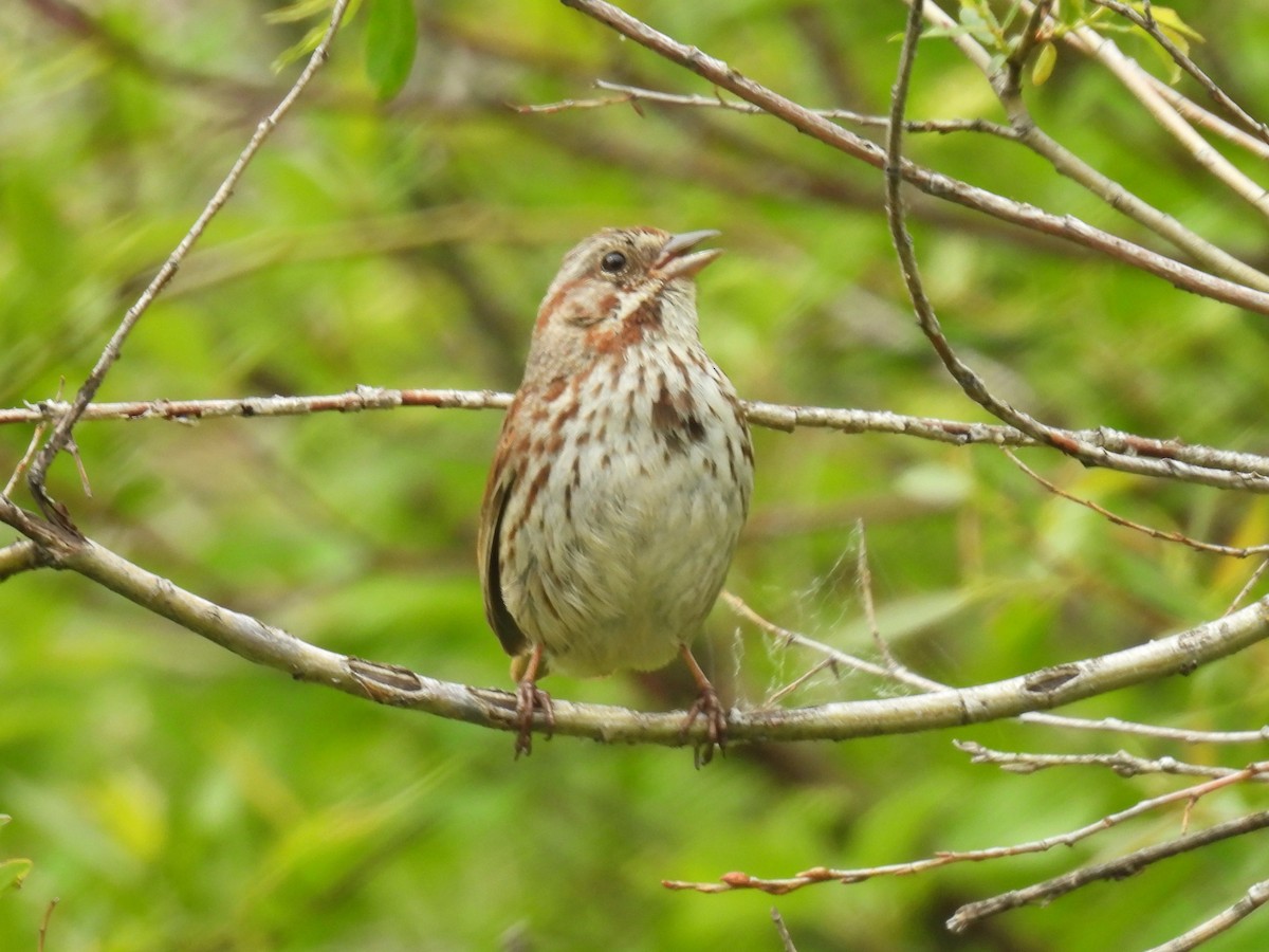 Song Sparrow - ML619916422