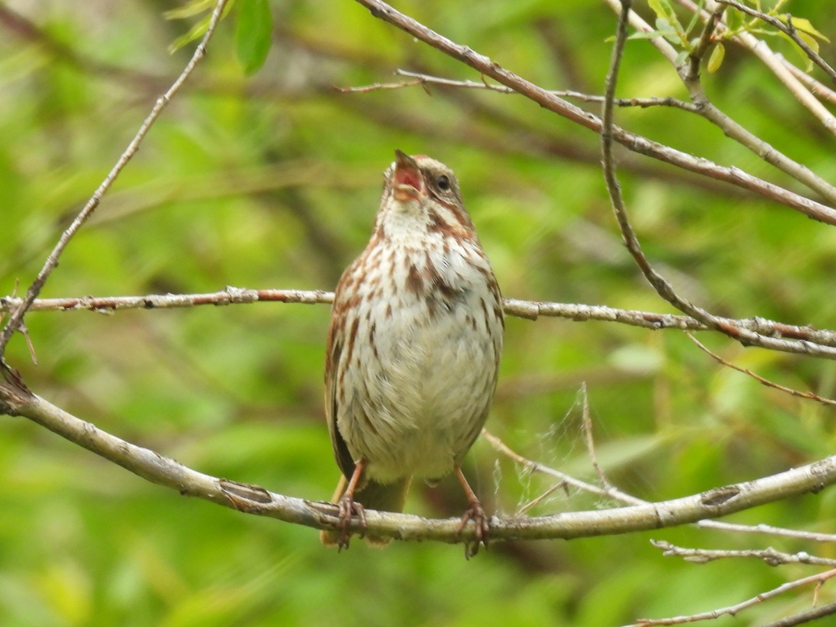 Song Sparrow - ML619916423