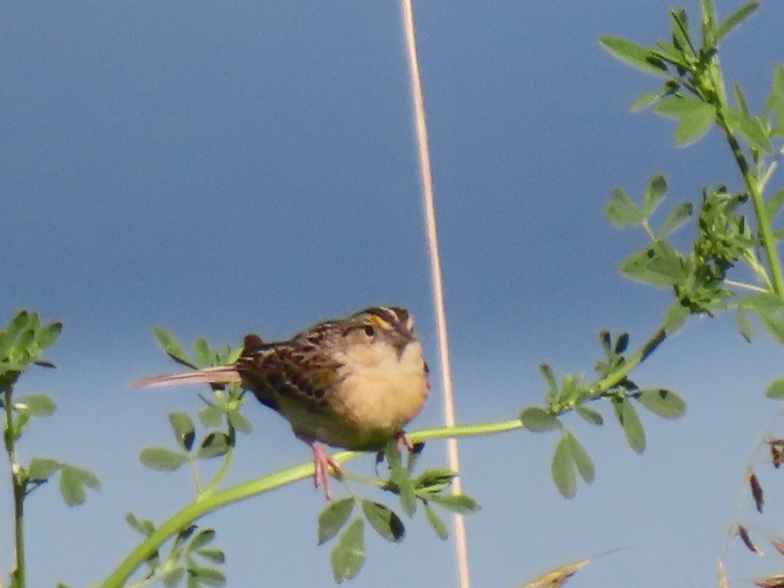 Grasshopper Sparrow - ML619916430