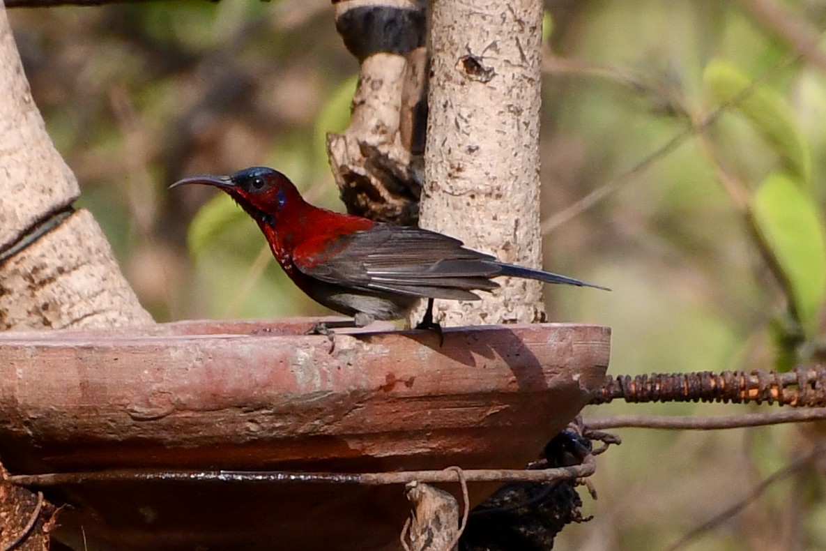 Graubauch-Nektarvogel - ML619916432