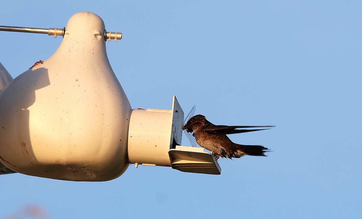 Purple Martin - ML619916435