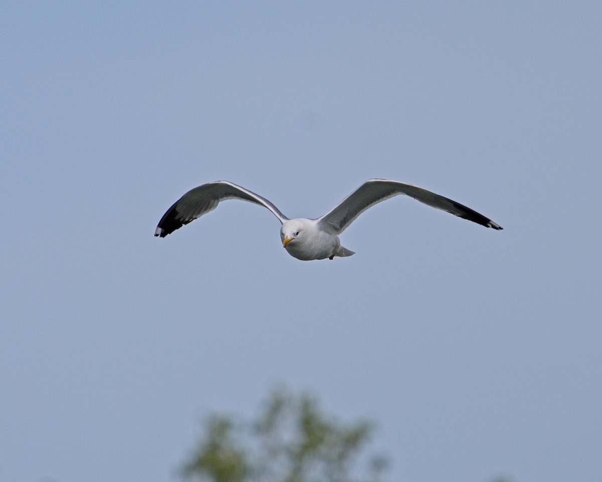 Gaviota Californiana - ML619916437