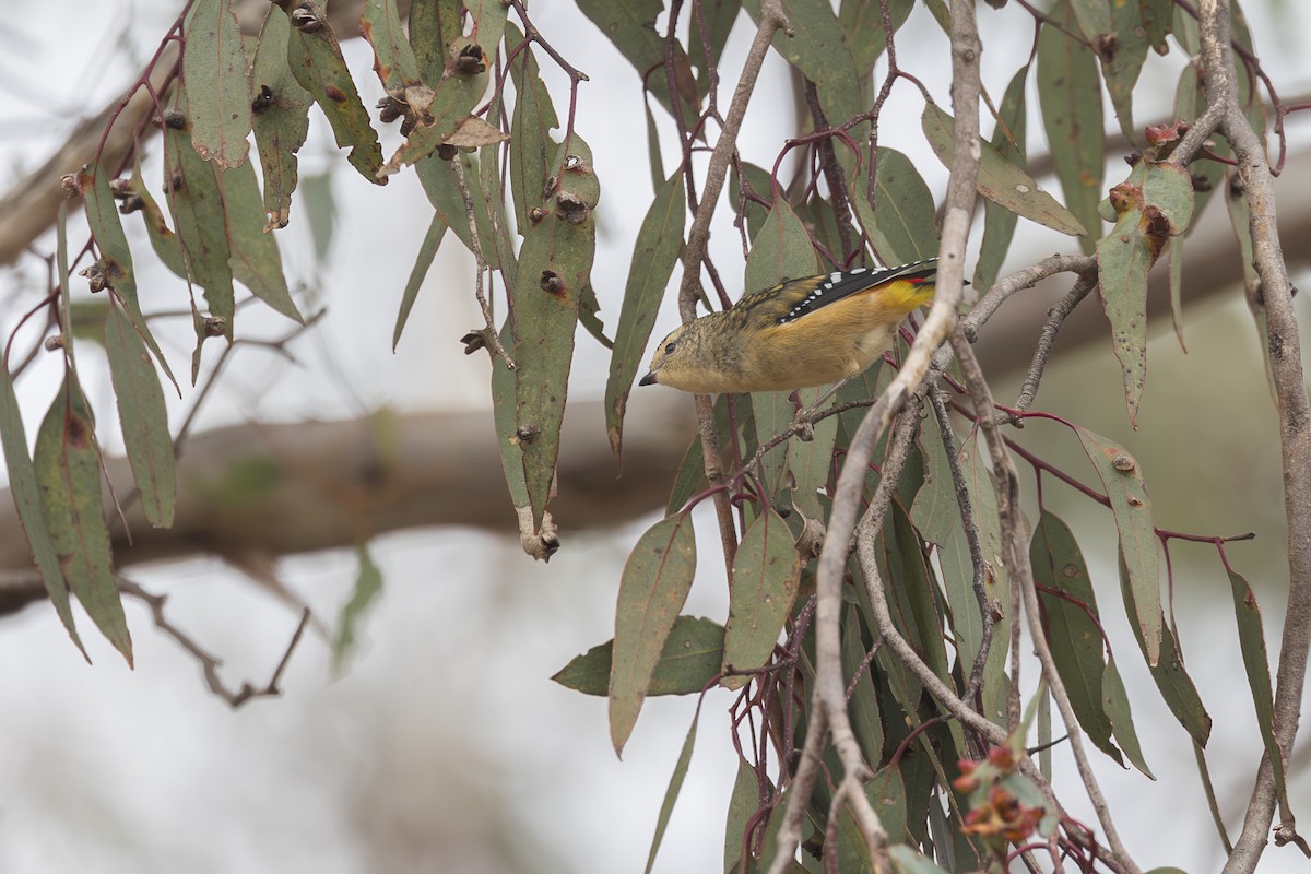 Spotted Pardalote - ML619916438