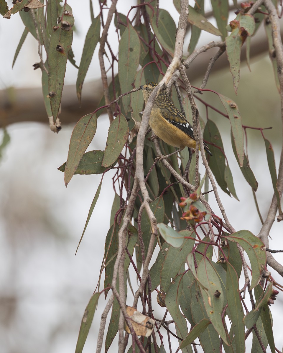 Pardalote pointillé - ML619916439