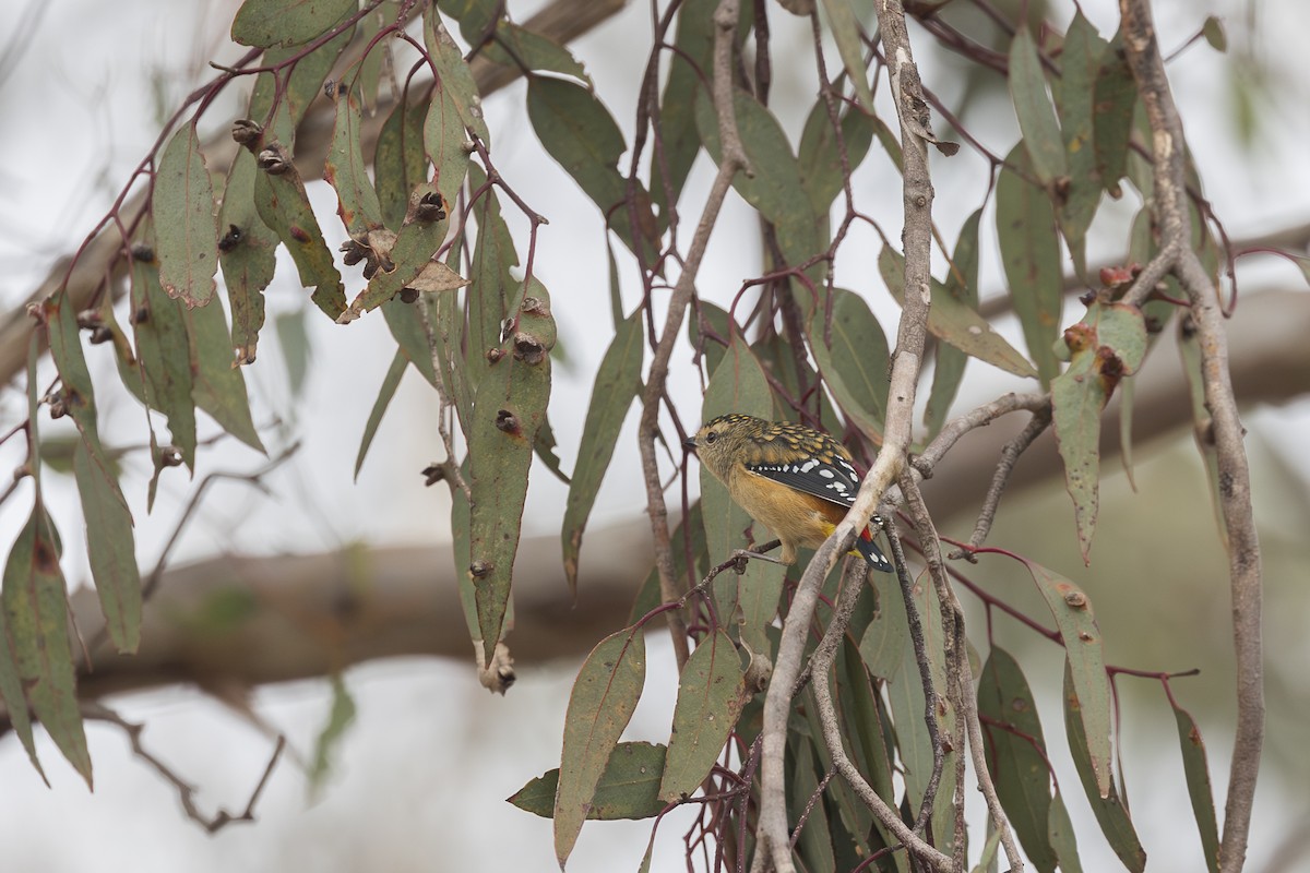 Pardalote Moteado - ML619916440