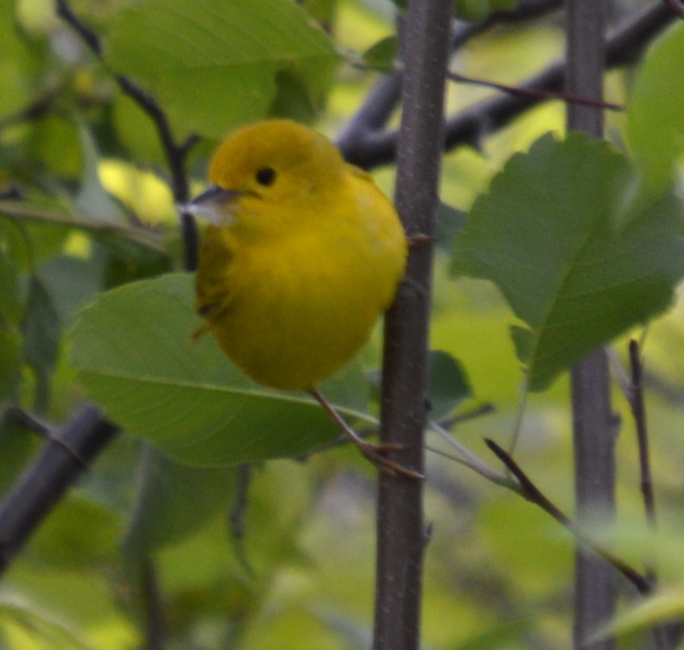 Paruline jaune - ML619916454