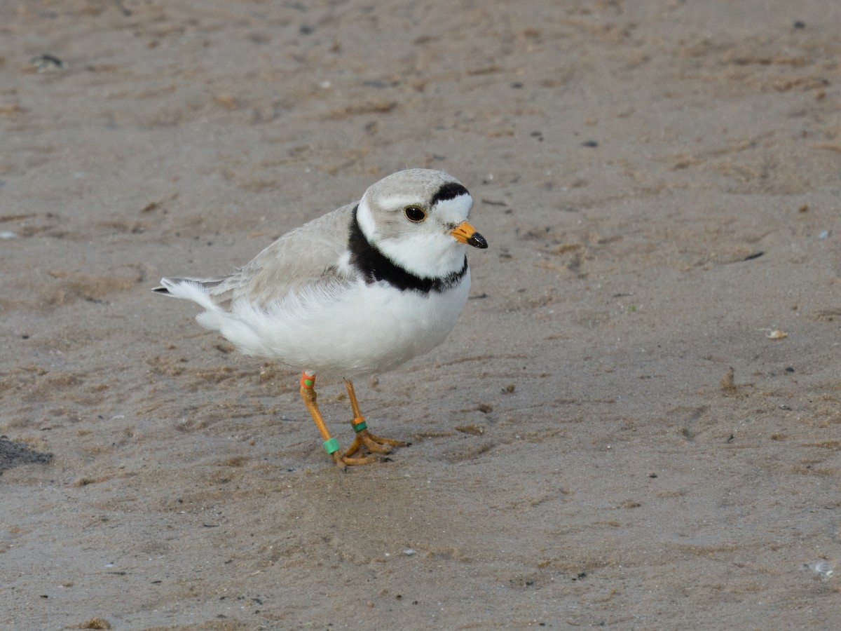 Piping Plover - ML619916456