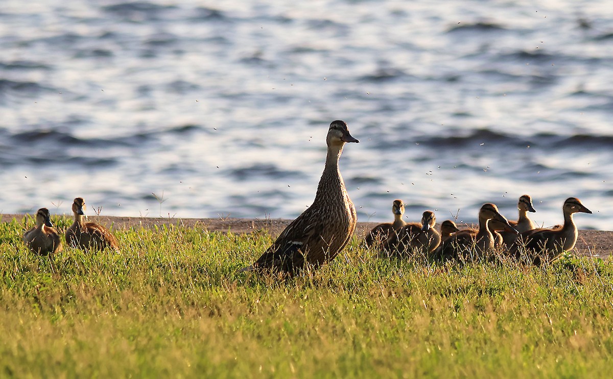 Mallard - ML619916458