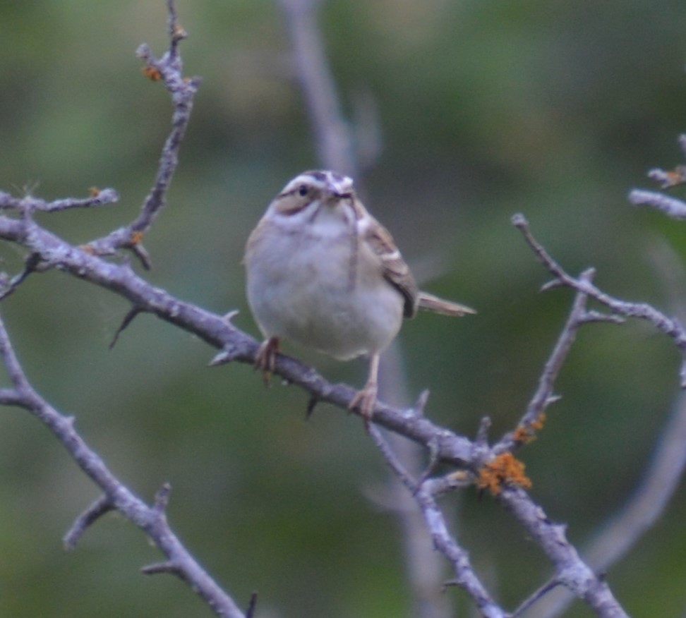 Clay-colored Sparrow - ML619916464