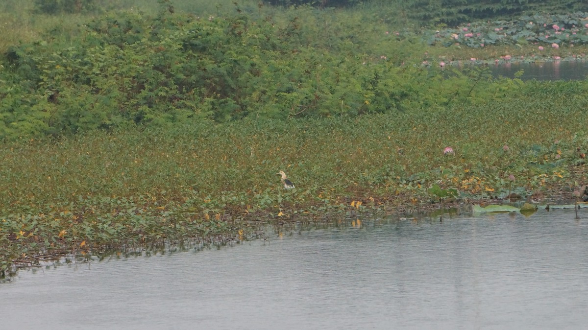 Javan Pond-Heron - ML619916477