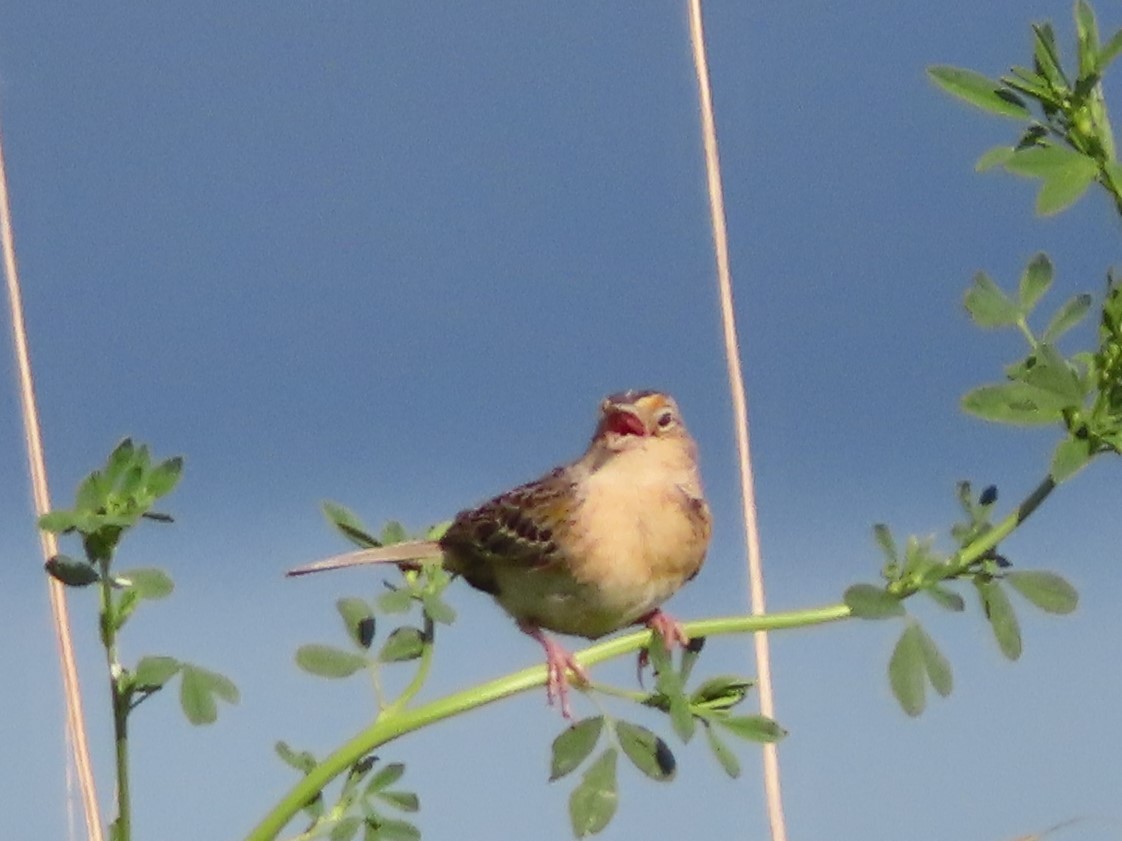 Grasshopper Sparrow - ML619916478
