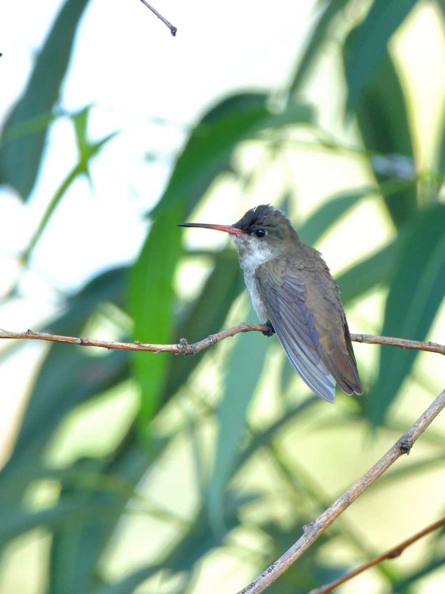 kolibřík fialovokorunkatý - ML619916481